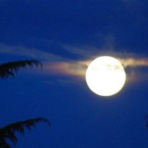 Meet your Posher, Audrey